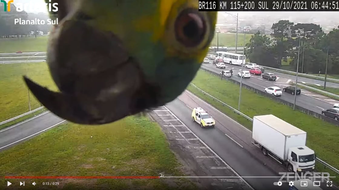 Parrot